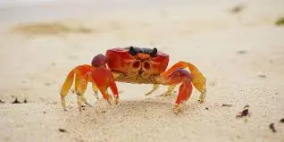 spaghetti_crab43's Avatar